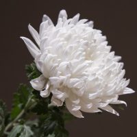 chrysanthemum, white chrysanthemum, wreath-5253659.jpg